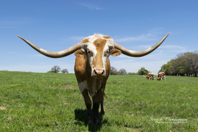 Longhorn bull with long curved horns and a white and orange striped face standing in a pasture