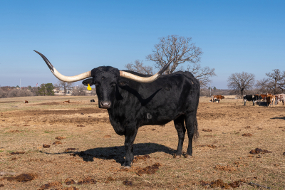 Longhorn-cattle-in-Westlake-Texas-pasture-03