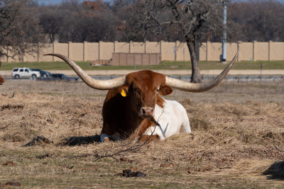 Longhorn-cattle-in-Westlake-Texas-pasture-11