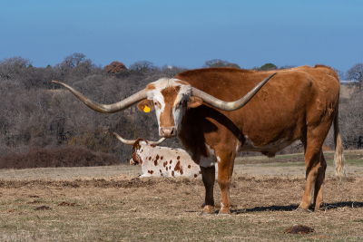 Longhorn-cattle-in-Westlake-Texas-pasture-13