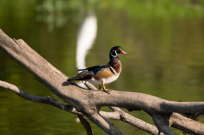 Male-Wood-Duck-posing-on-dead-tree-branch-10