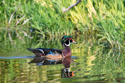 Male-Wood-Duck-swimming-across-lake-03