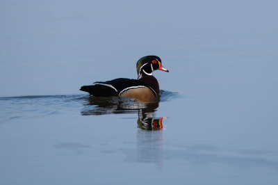 Male-Wood-Duck-swimming-across-lake-05
