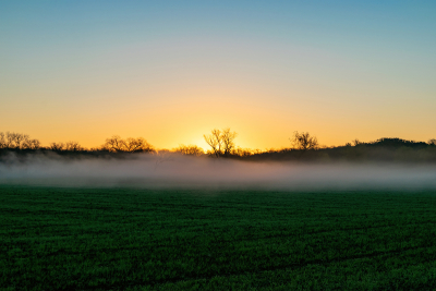 Fog covering a field as trees glow in the morning sunlight.