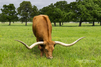 A large orange brown Longhorn bull with long curved horns grazing on green grass in meadow