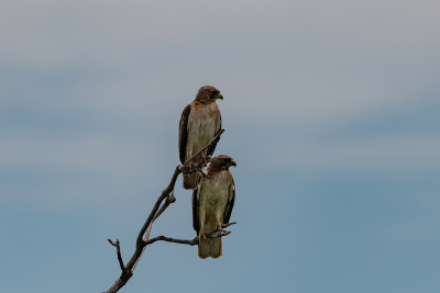 Pair-of-Red-tailed-Hawks-in-a-tree-02