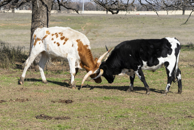 Pair of young Longhorn bulls mock fighting in a ranch pasture on a sunny afternoon