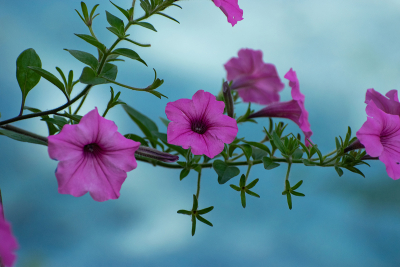 Beautiful pink Morning Glory flowers on a branch hanging over a blue pool of water