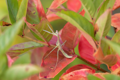 Praying Mantis with pink eyes hiding on pink and green plant