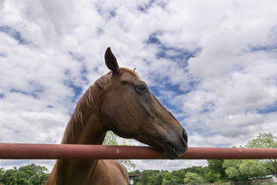 Profile of a bronw horse looking over a metal pipe fence with  cloudy skies