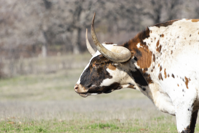 Profile portrait of white Longhorn bull with brown and orange brindle spots