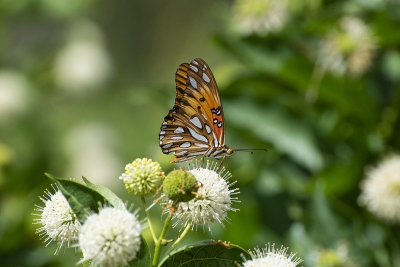 Profile of beautiful orange Gulf Fritillary Butterfly on white Common Buttonbush flower