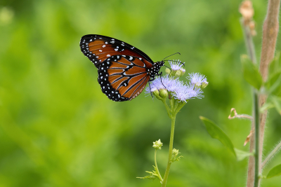 Queen Butterfly using her long tongue to search for nectar