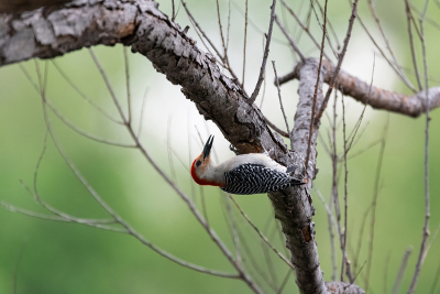 Upside down Red-bellied Woodpecker clinging to a tree branch