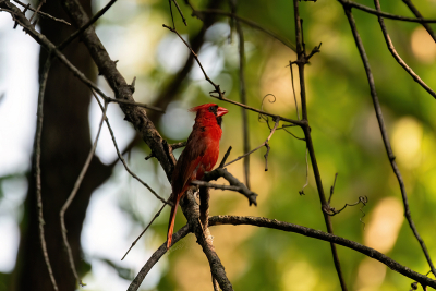 Northern Cardinal perched on bare tree branch