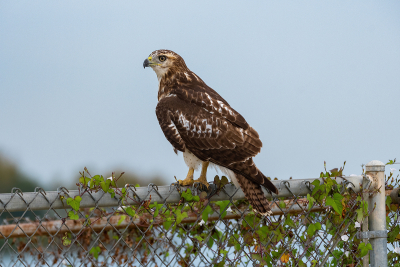 Red-tailed Hawk perched on fence and looking to the side