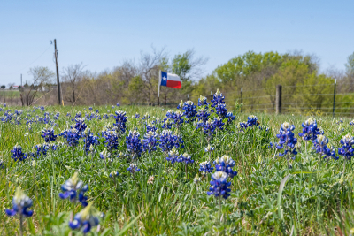 Bluebonnet flowers blooming by road with Texas flag in background