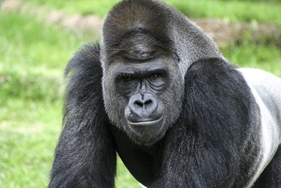 Intimidating Stare from Silver Back Gorilla