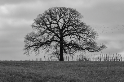 Spooky leafless tree on fence line silhouetted on the horizon against a gloomy sky
