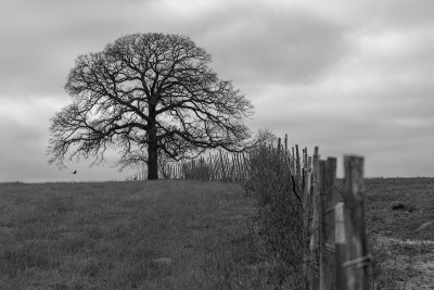 Spooky barren tree on the horizon at the end of a fence line