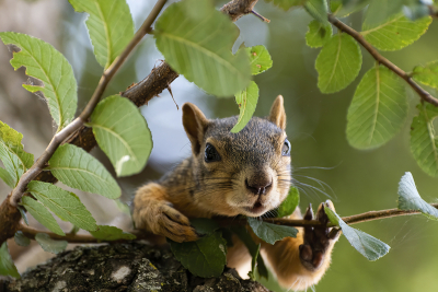 Closeup of a cute Eastern Fox Squirrel peeking through the leaves on an Oak tree