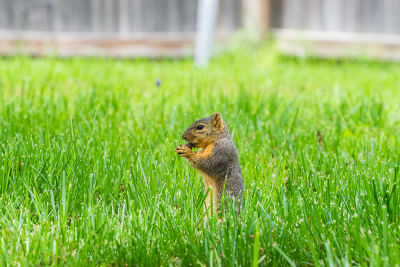 Cute Fox Squirrel standing up in some green grass and nibbling on a pecan nut