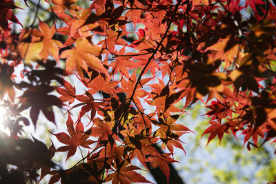 View from underneath a Red Maple branch on a sunny day with sunlight filtering through the leaves