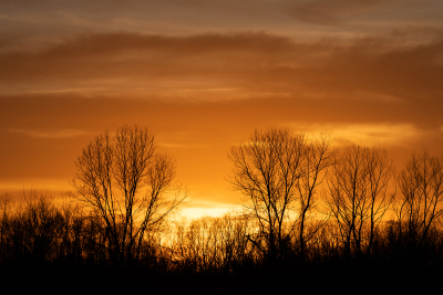 Leafless trees silhouetted on horizon by fiery orange sunset