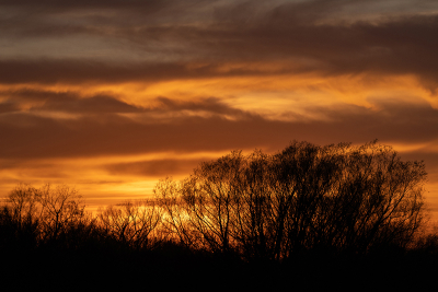 Trees on the horizon silhouetted in the golden hour at sunset