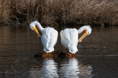 Two-White-Pelicans-grooming-their-feathers-04
