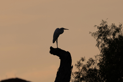 Silhouette of Great White Egret standing on stump at sunrise