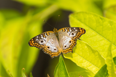 White Peacock Butterly on some bright green leaves