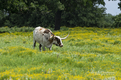 A white and brown Longhonrn cow standing in a pasture full of yellow flowers