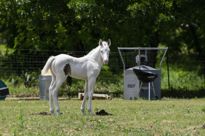 White albino colt with its head turned as it stares at something with curiosity