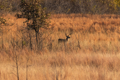 White-tailed Buck standing in a field full of tall grass