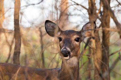 Close up of female White-tailed Deer in trees