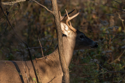 Profile of White-tailed Buck standing in the shadows