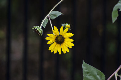 Pretty yellow Sunflower hanging on stem with dark background