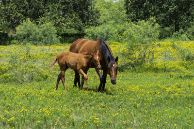 Young foal horse walking next to its mother in a field full of  yellow flowers